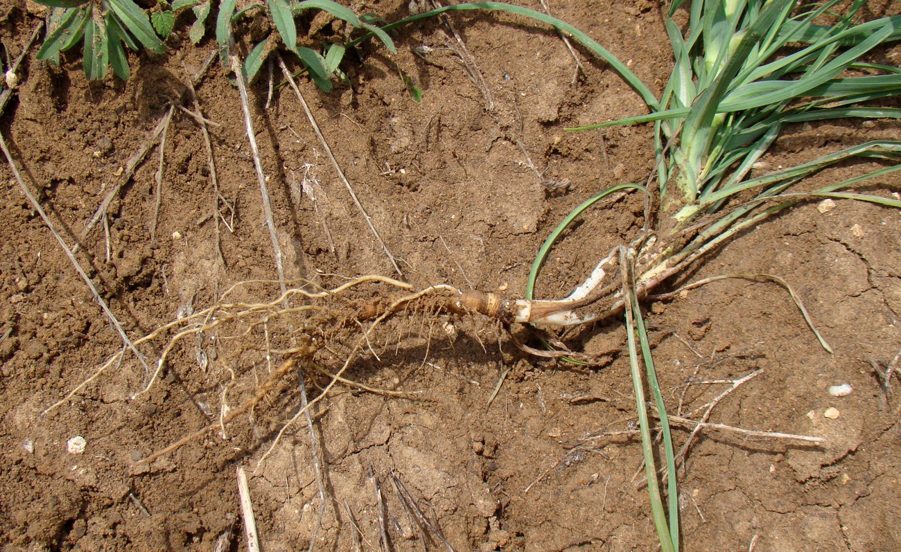 Image of Tragopogon dubius specimen.