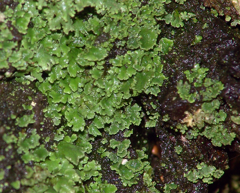 Image of genus Cladonia specimen.