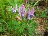 Corydalis arctica
