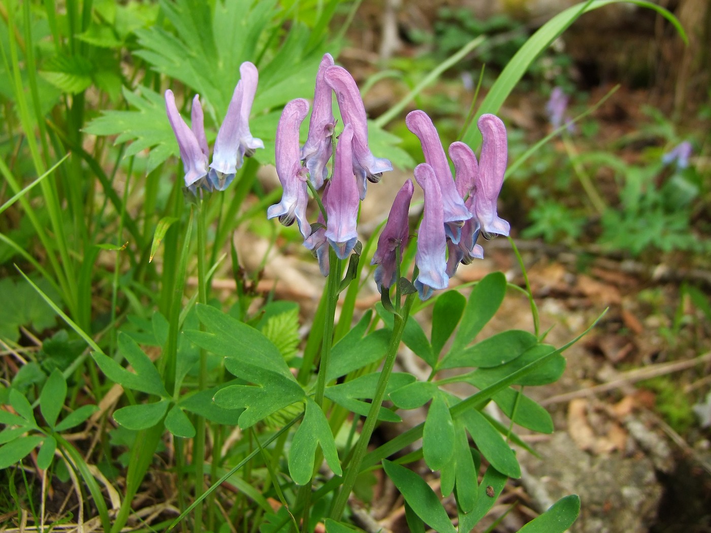 Image of Corydalis arctica specimen.