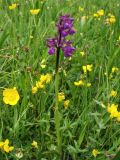 Anacamptis morio