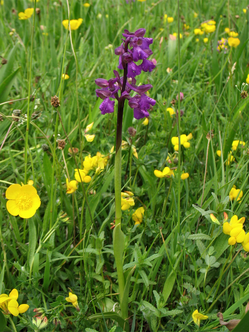 Image of Anacamptis morio specimen.