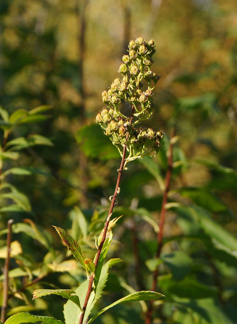 Изображение особи род Spiraea.