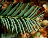 Taxus baccata