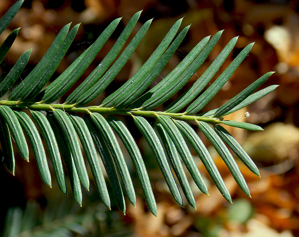 Изображение особи Taxus baccata.