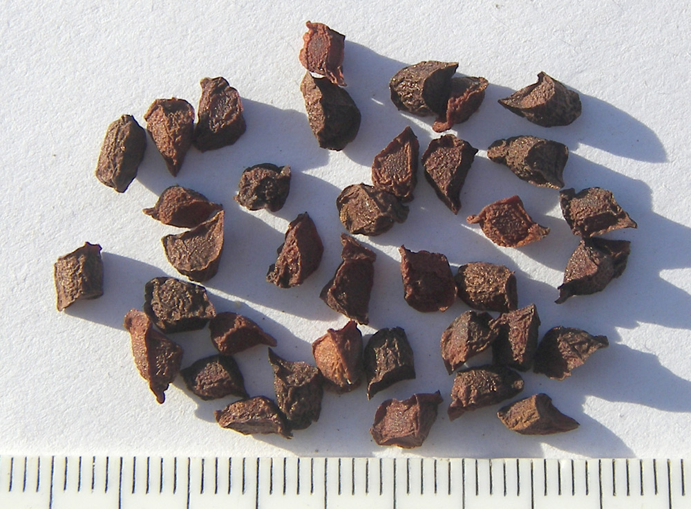 Image of Juno magnifica specimen.