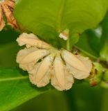 Scaevola taccada. Отцветший цветок. Таиланд, о-в Пхукет, курорт Ката, полоса зелёных насаждений вдоль пляжа. 14.01.2017.