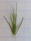 Poa bulbosa ssp. vivipara