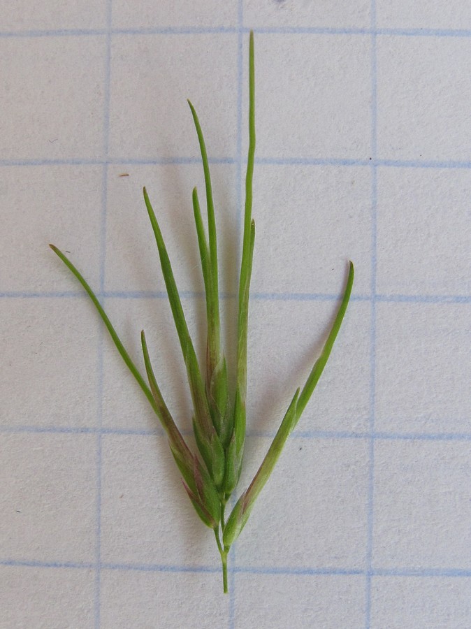 Image of Poa bulbosa ssp. vivipara specimen.