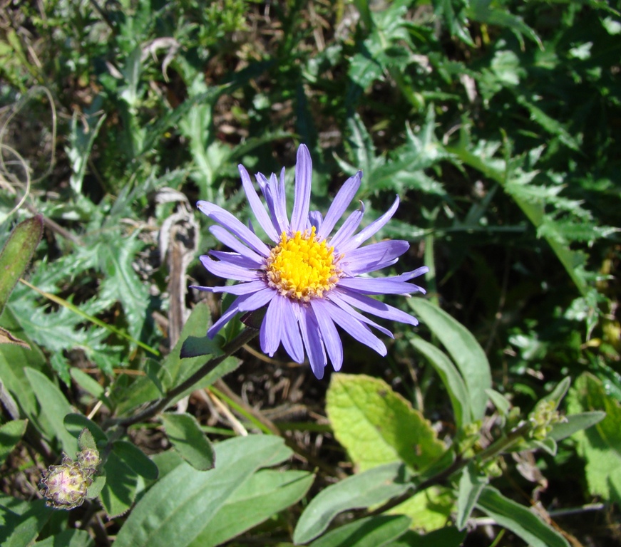 Изображение особи Aster amellus.