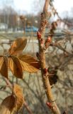 Rosa rugosa. Часть побега с шипами и закладывающимися почками, слева высохший лист. Московская обл., г. Электрогорск, в культуре. 11.03.2017.