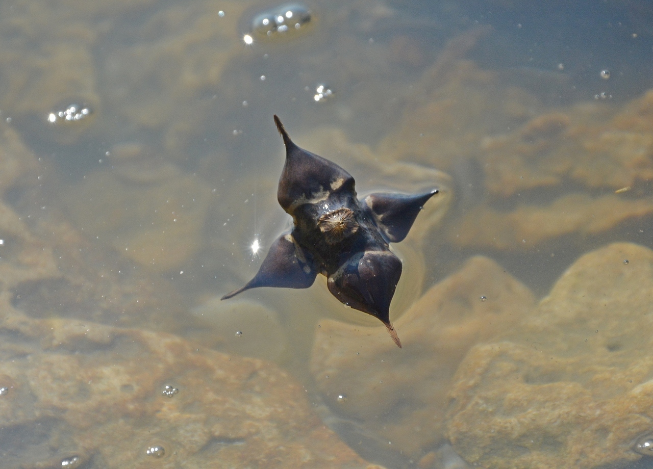 Image of genus Trapa specimen.