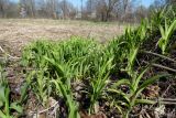 Hemerocallis fulva