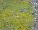 Azorella trifurcata