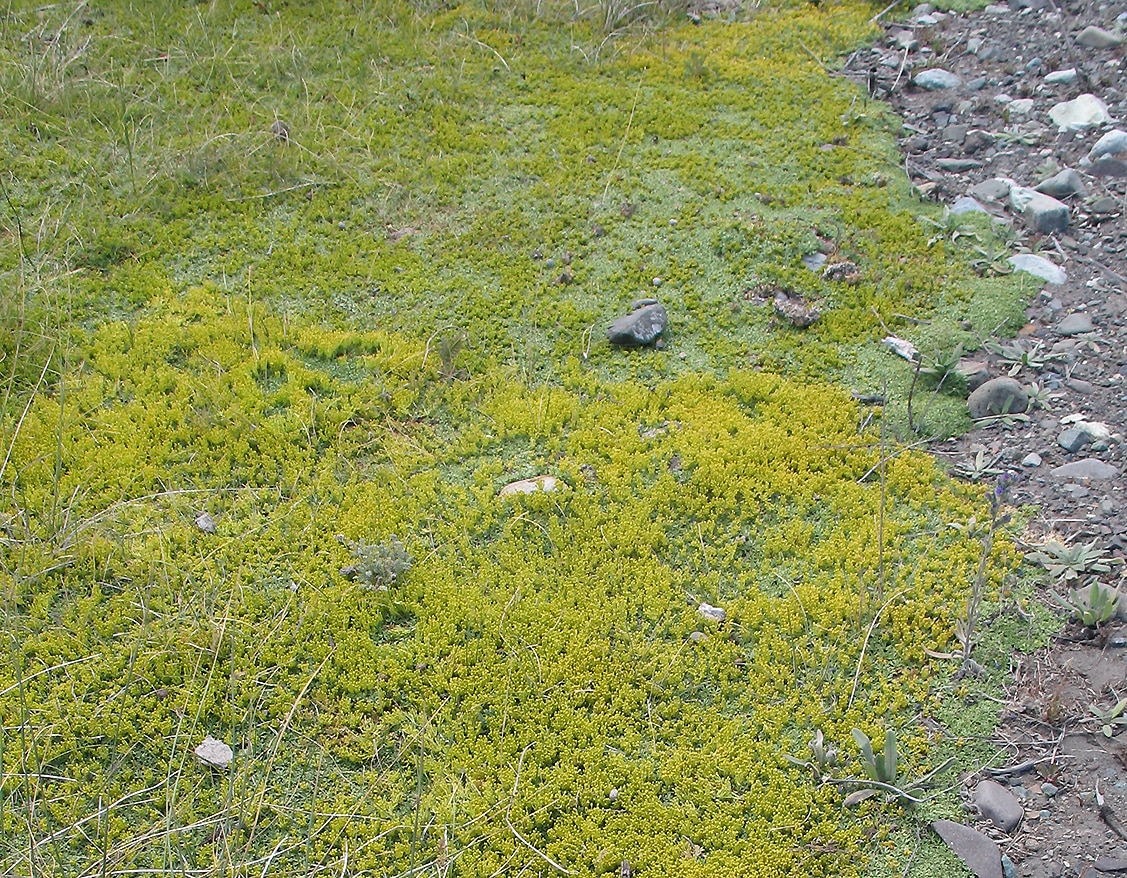 Image of Azorella trifurcata specimen.