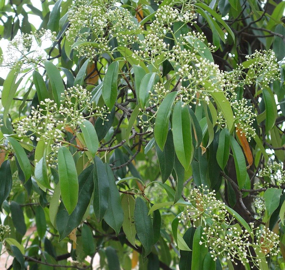 Image of Photinia serratifolia specimen.