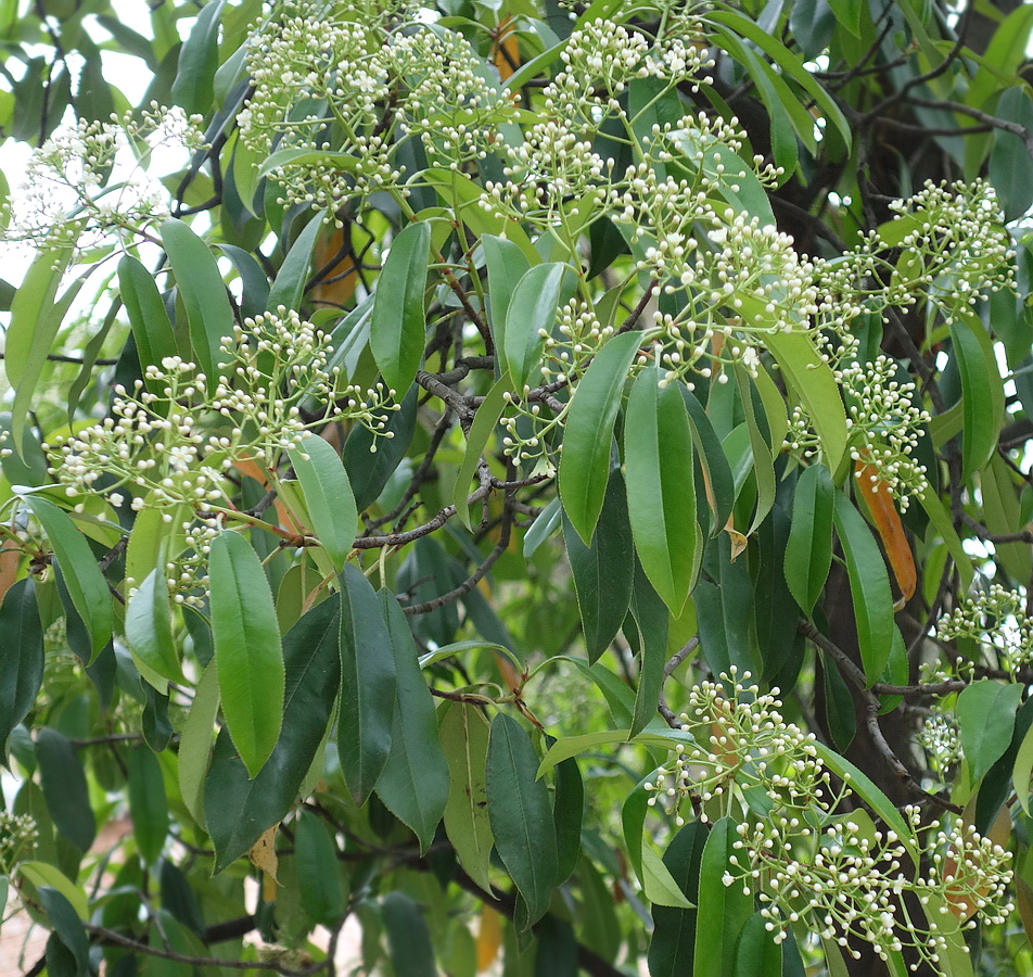 Image of Photinia serratifolia specimen.