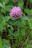 Trifolium pratense