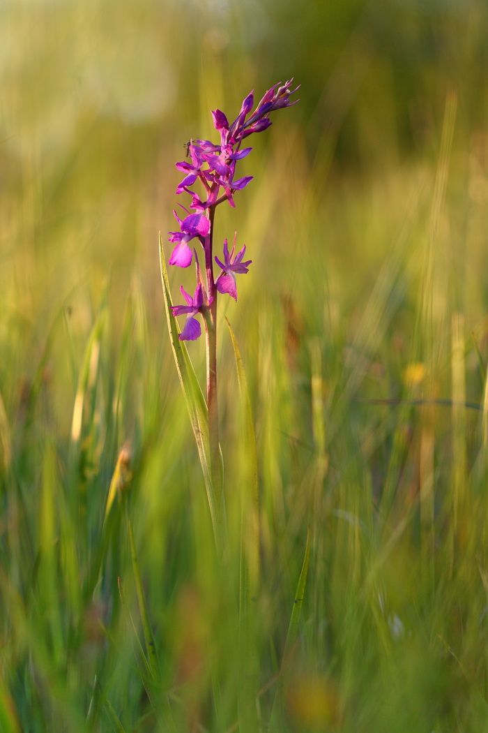 Image of Anacamptis laxiflora ssp. elegans specimen.