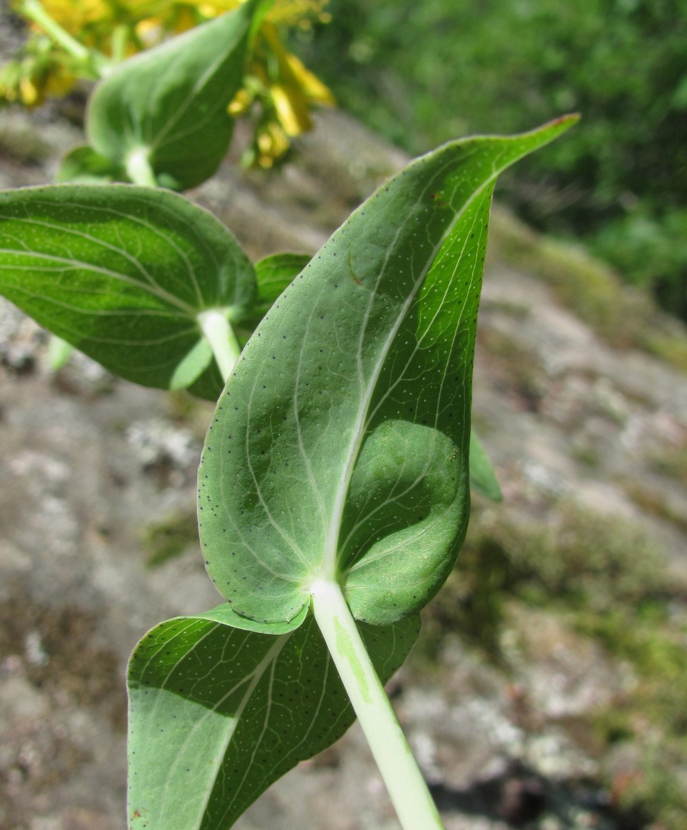 Image of Hypericum maleevii specimen.