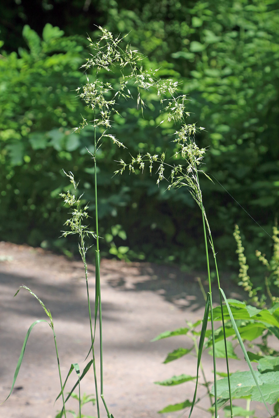 Изображение особи Arrhenatherum elatius.