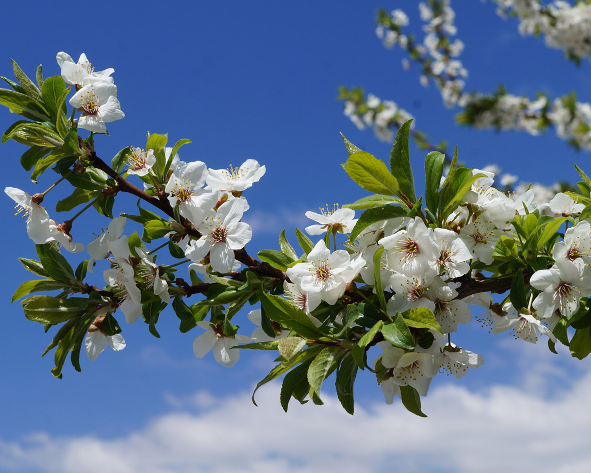 Изображение особи род Prunus.