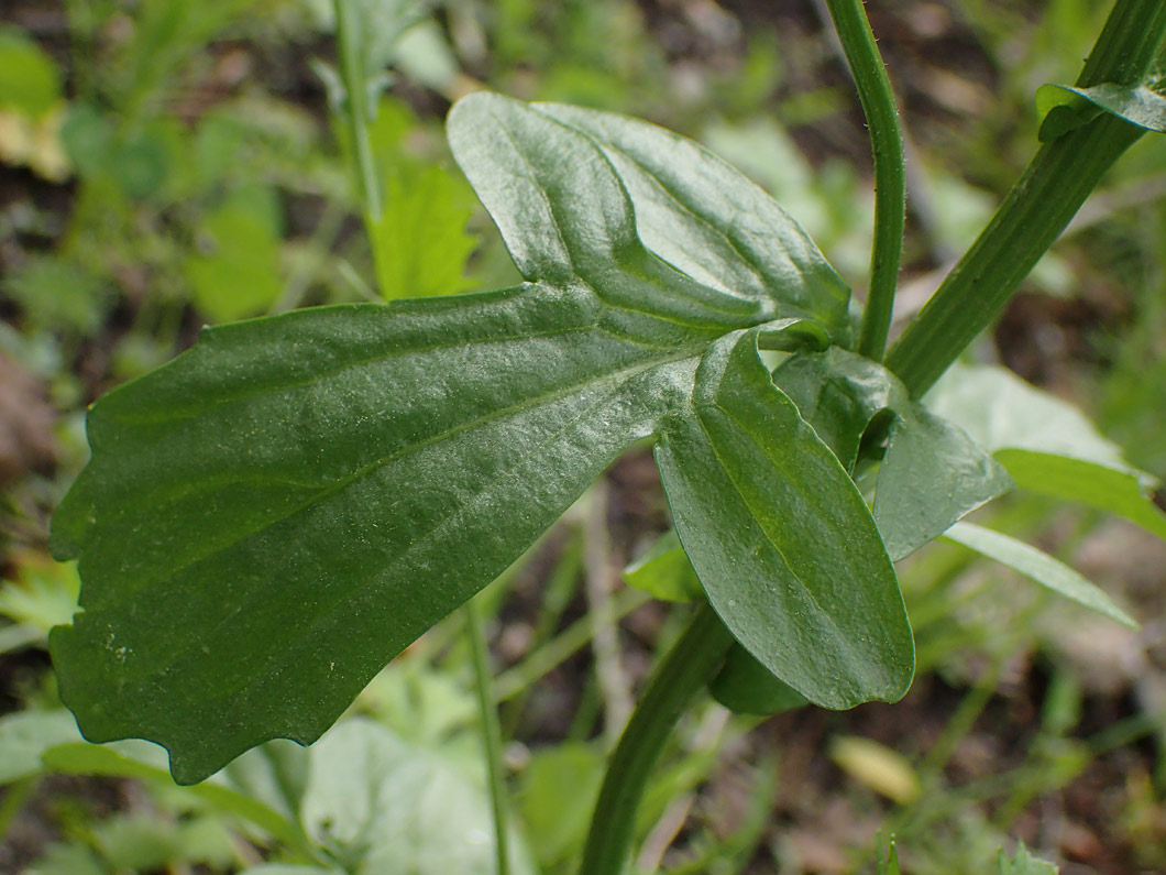 Image of Barbarea arcuata specimen.