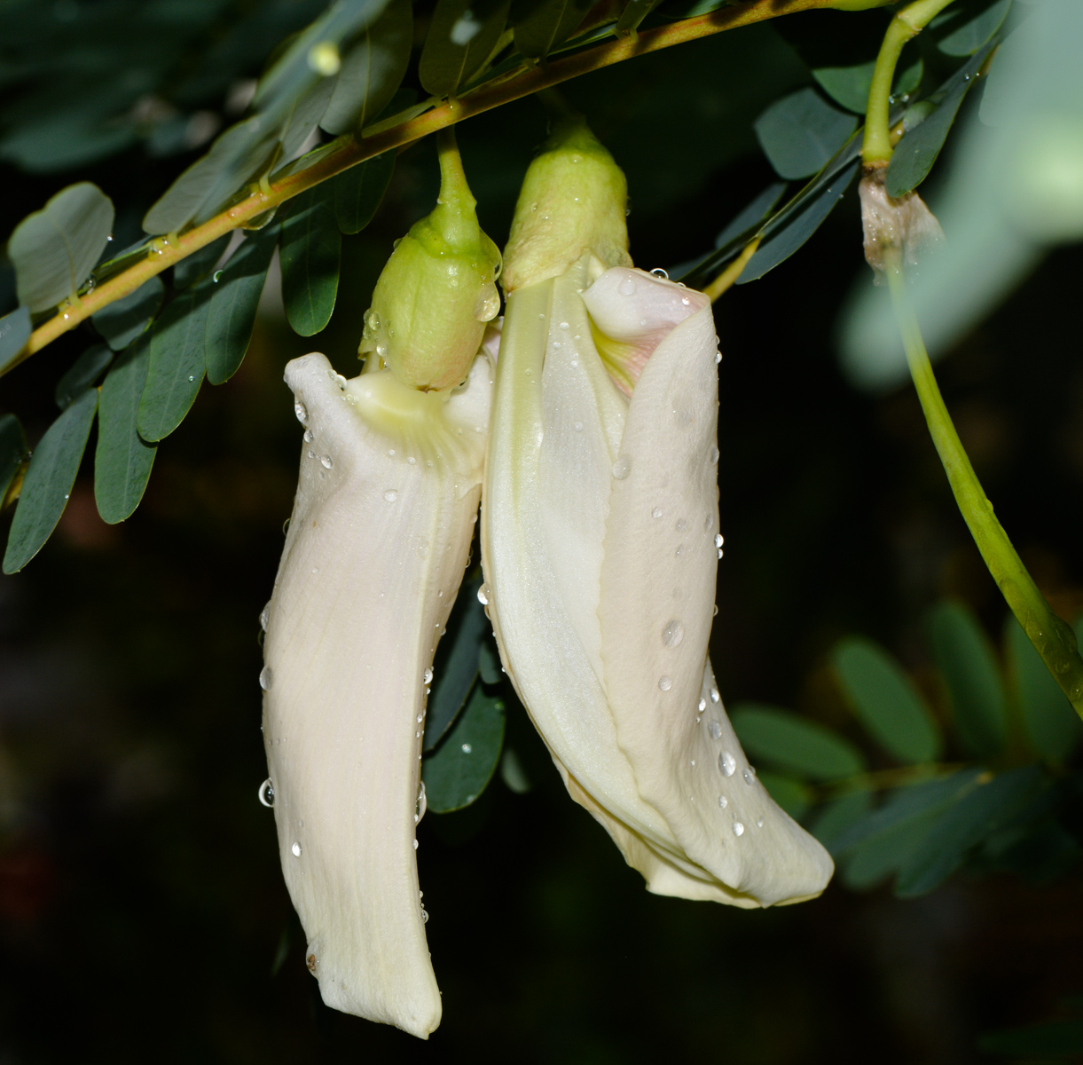 Изображение особи Sesbania grandiflora.