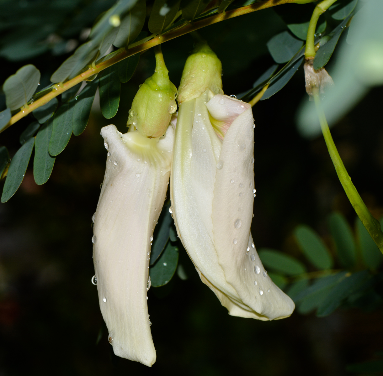 Image of Sesbania grandiflora specimen.
