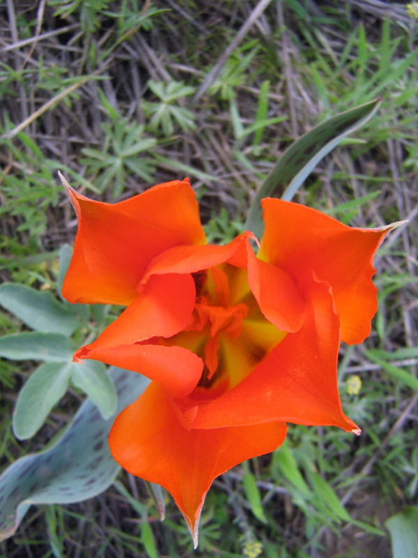 Image of Tulipa greigii specimen.