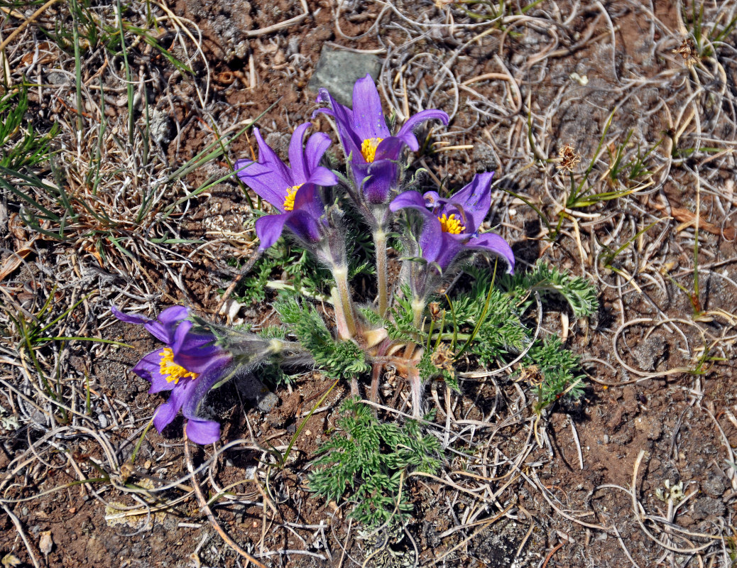 Изображение особи Pulsatilla tenuiloba.