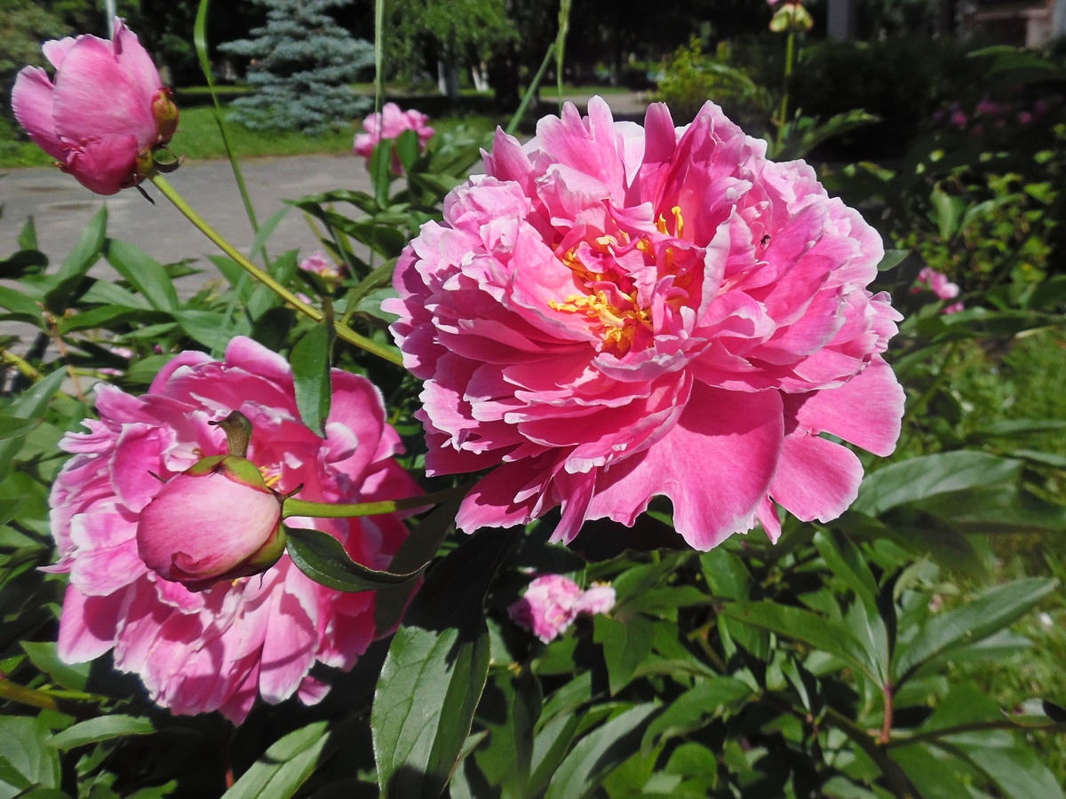 Изображение особи Paeonia lactiflora.