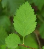 Crataegus submollis