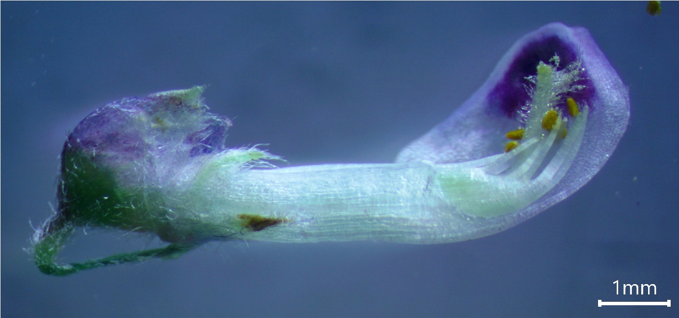Image of Vicia cassubica specimen.