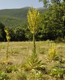 Verbascum speciosum