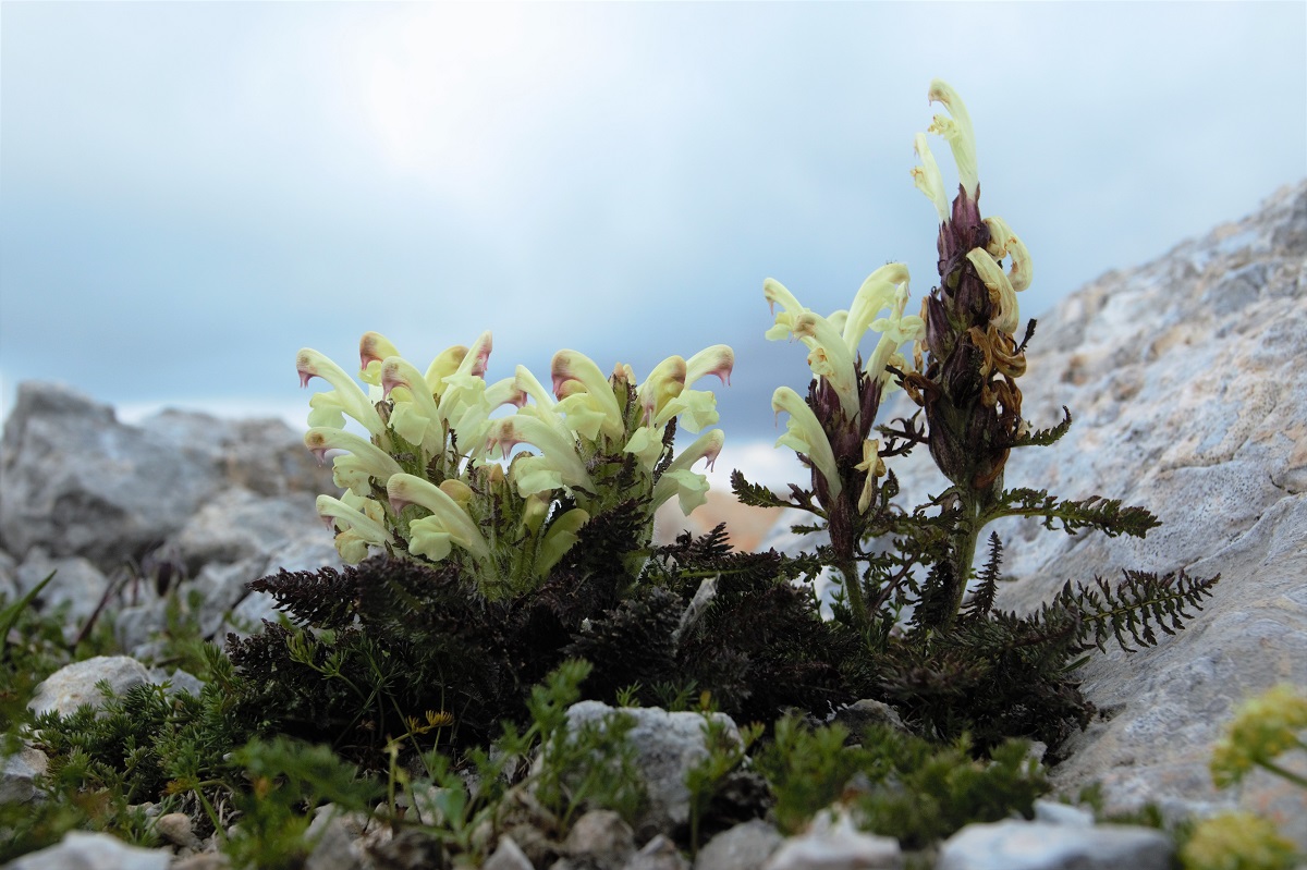 Изображение особи Pedicularis sibthorpii.