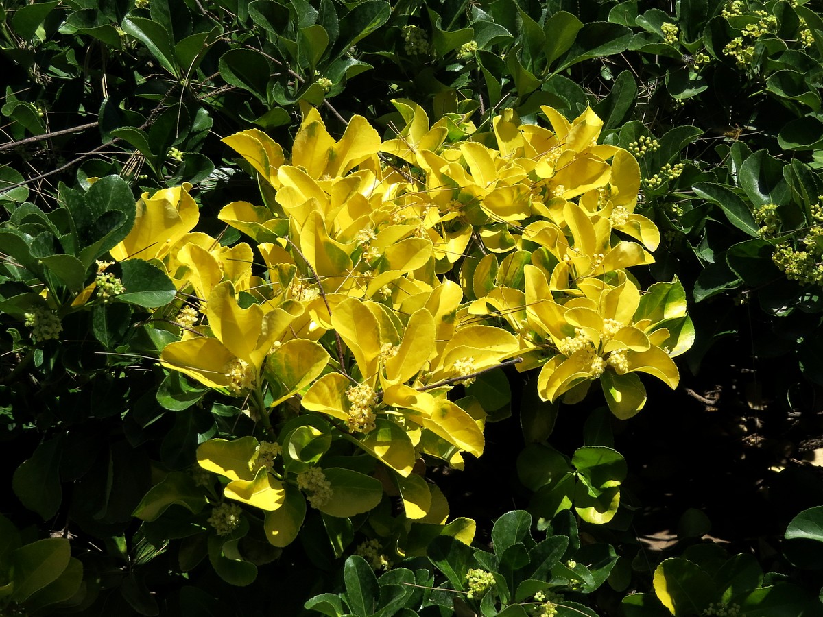 Image of Euonymus japonicus specimen.