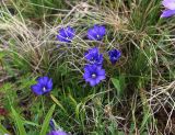 Gentiana dshimilensis