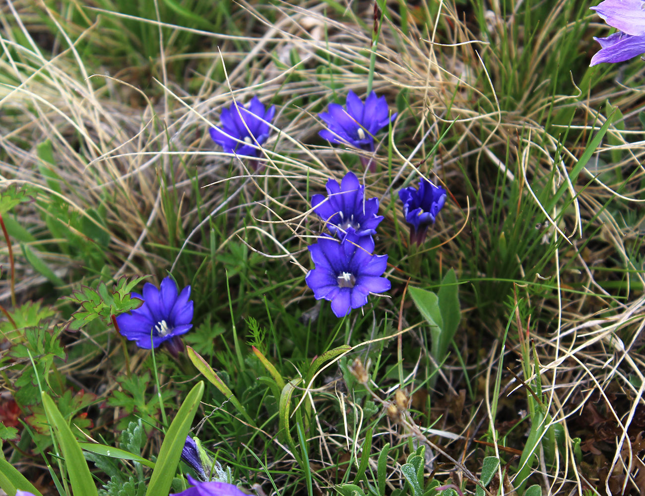 Image of Gentiana dshimilensis specimen.