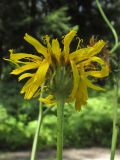 Crepis sibirica. Соцветие. Новосибирская обл., г. Новосибирск, Академгородок, берёзово-сосняк орляковый. 6 августа 2017 г.