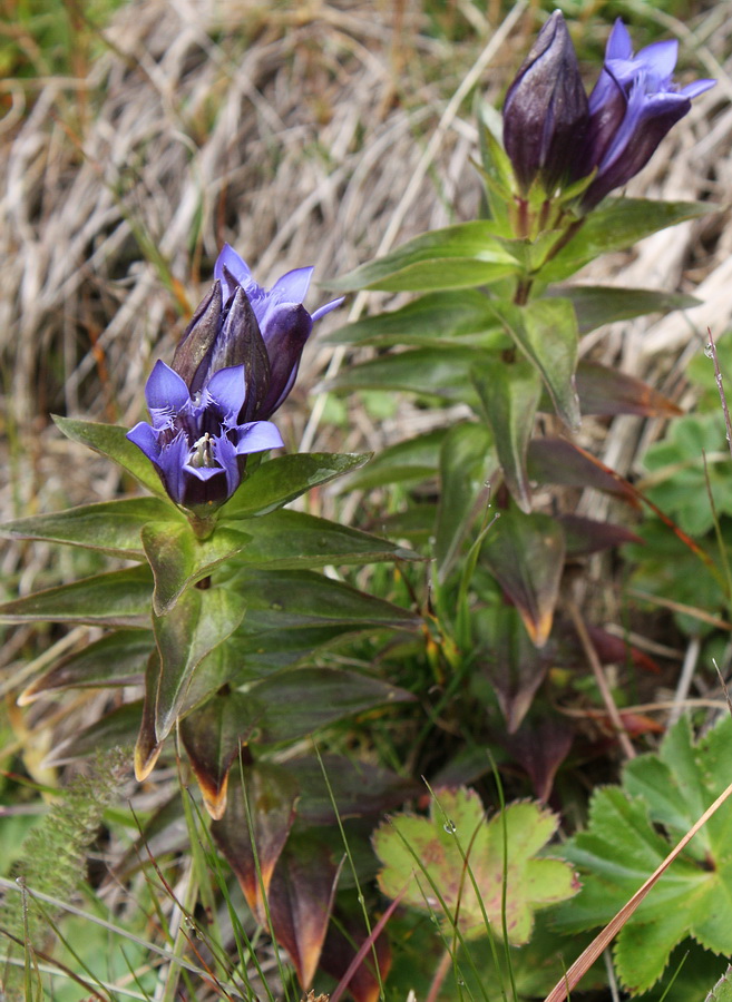 Image of Gentiana fischeri specimen.