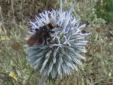 Echinops spinosissimus ssp. bithynicus