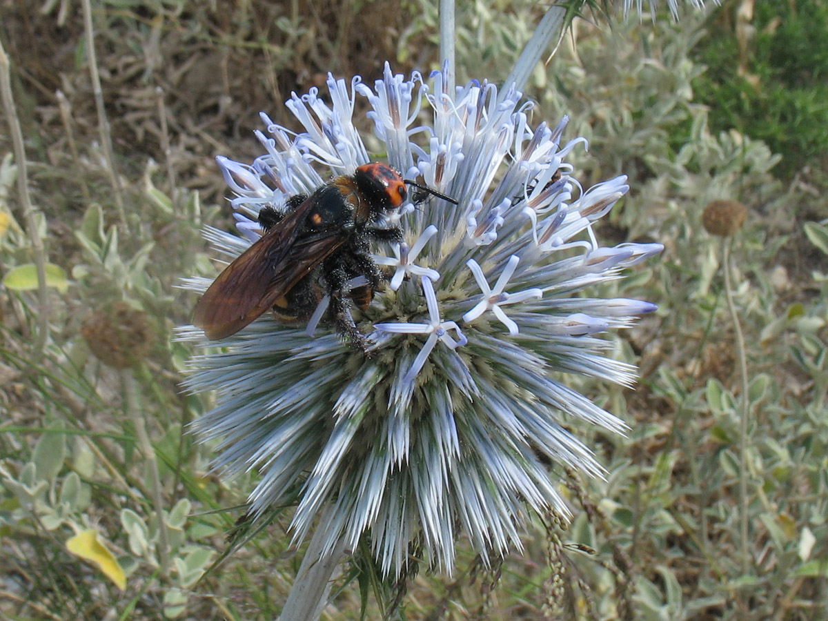 Изображение особи Echinops spinosissimus ssp. bithynicus.