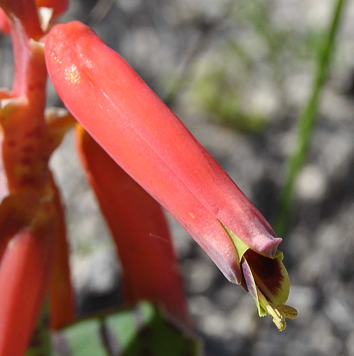 Image of Lachenalia bulbifera specimen.