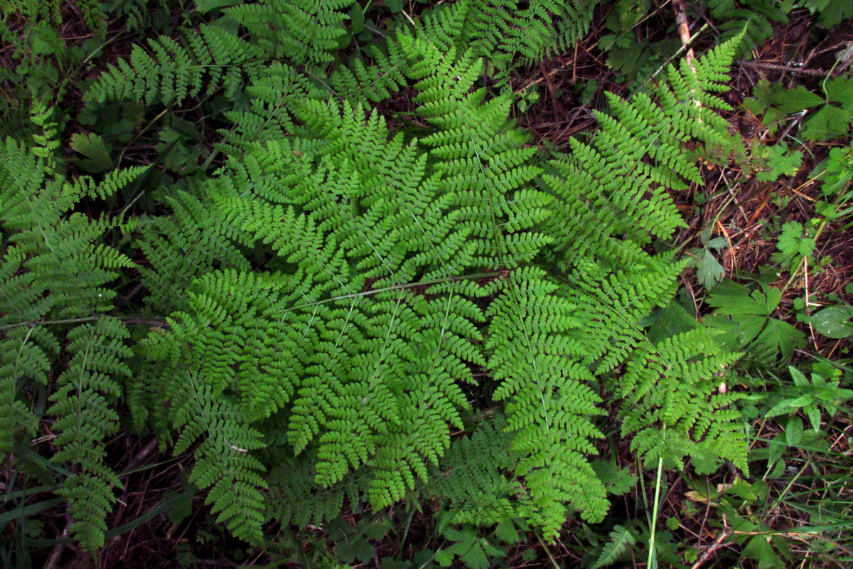 Image of Diplazium sibiricum specimen.