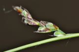 Carex vorobjevii
