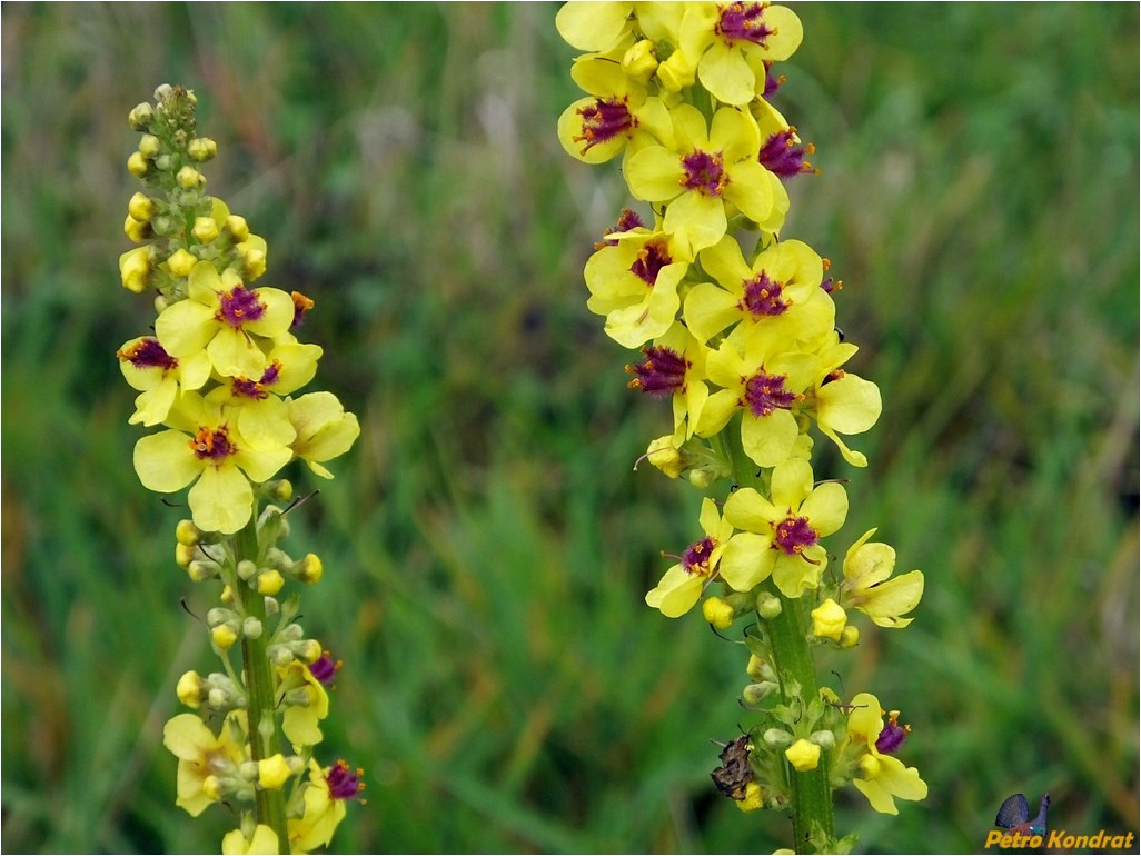 Изображение особи Verbascum nigrum.