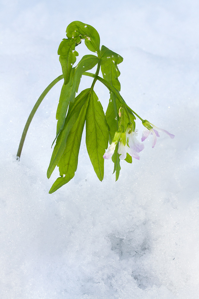 Image of Cardamine altaica specimen.