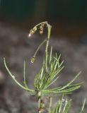 Spergula arvensis