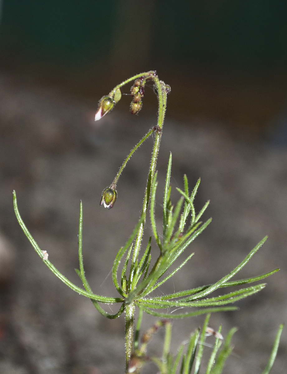 Изображение особи Spergula arvensis.